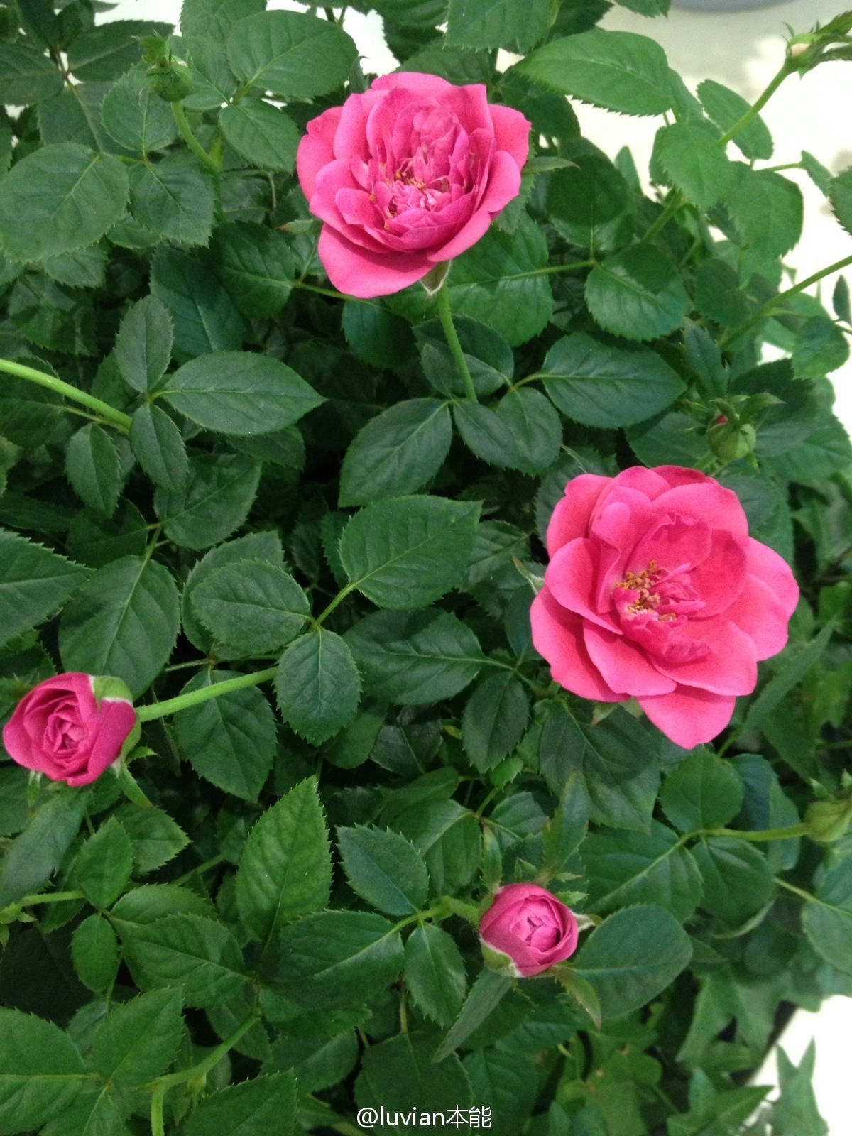 秀人美媛馆女郎luvian本能 微博相册集锦